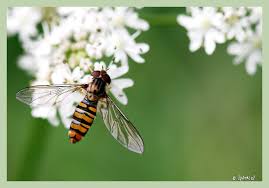 Attēlu rezultāti vaicājumam “Episyrphus balteatus”