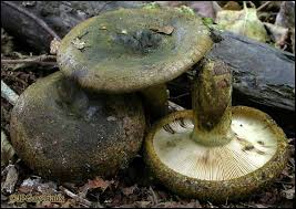 Attēlu rezultāti vaicājumam “Lactarius necator”