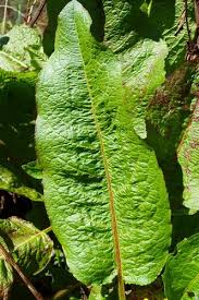 Attēlu rezultāti vaicājumam “Rumex crispus”