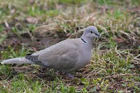 Attēlu rezultāti vaicājumam “Streptopelia decaocto adult”