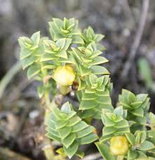 Attēlu rezultāti vaicājumam “Honckenya peploides flower”