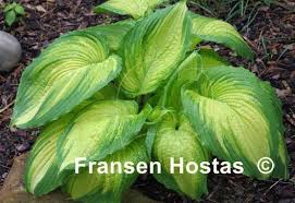 Image result for Hosta Warpaint