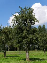 Attēlu rezultāti vaicājumam “Pyrus”