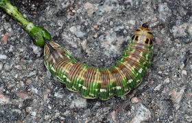 Attēlu rezultāti vaicājumam “Sphinx pinastri larva”