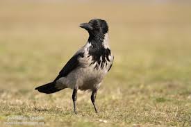 Attēlu rezultāti vaicājumam “Corvus cornix adult”