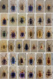 Attēlu rezultāti vaicājumam “Chrysomelidae”