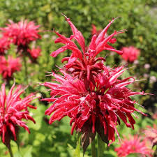 Image result for Monarda didyma