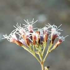 Attēlu rezultāti vaicājumam “Eupatorium cannabinum bud”