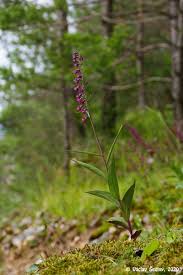 Attēlu rezultāti vaicājumam “Epipactis atrorubens”
