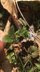 Attēlu rezultāti vaicājumam “Veronica filiformis bud”
