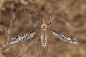 Attēlu rezultāti vaicājumam “Tipulidae female”