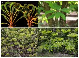 Attēlu rezultāti vaicājumam “Eriophyes padi”