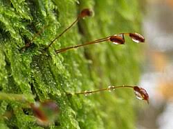 Attēlu rezultāti vaicājumam “Hypnum cupressiforme var. subjulacum”