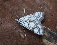 Attēlu rezultāti vaicājumam “Nymphula nitidulata”