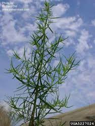 Image result for Artemisia dracunculus