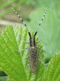 Attēlu rezultāti vaicājumam “Agapanthia villosoviridescens”