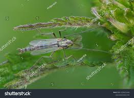Attēlu rezultāti vaicājumam “Chironomidae imago”