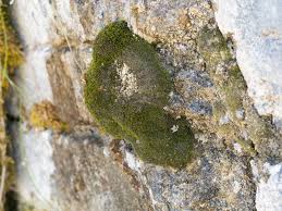 Attēlu rezultāti vaicājumam “Hymenostylium recurvirostrum macro”