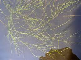 Attēlu rezultāti vaicājumam “Potamogeton trichoides”