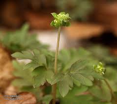 Attēlu rezultāti vaicājumam “Adoxa moschatellina”
