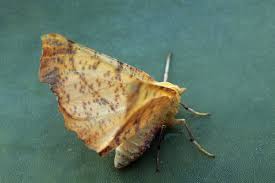 Attēlu rezultāti vaicājumam “Ennomos autumnaria”