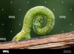 Attēlu rezultāti vaicājumam “Dysstroma truncata”