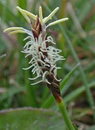 Attēlu rezultāti vaicājumam “Carex caryophyllea flower”