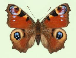 Attēlu rezultāti vaicājumam “Inachis io underside”