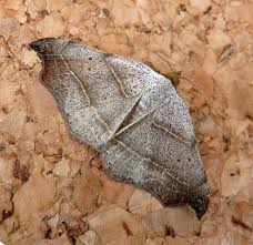 Attēlu rezultāti vaicājumam “Laspeyria flexula”