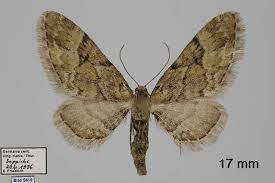 Attēlu rezultāti vaicājumam “Eupithecia lanceata”