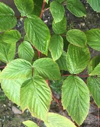Attēlu rezultāti vaicājumam “Rubus nessensis”
