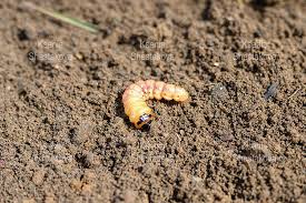 Attēlu rezultāti vaicājumam “Cossus cossus larva”