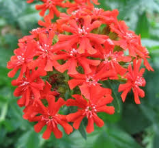 Attēlu rezultāti vaicājumam “Silene chalcedonica flower”