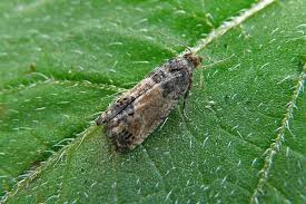 Attēlu rezultāti vaicājumam “Spilonota ocellana”