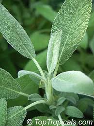 Attēlu rezultāti vaicājumam “Salvia officinalis leaf”