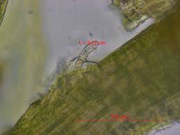 Attēlu rezultāti vaicājumam “Rhynchostegiella tenella”