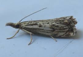 Attēlu rezultāti vaicājumam “Catoptria fulgidella”