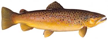 Image result for Salmo ezenami