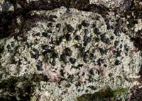 Attēlu rezultāti vaicājumam “Mycoblastus sanguinarius”