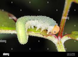 Attēlu rezultāti vaicājumam “Allantus cinctus”