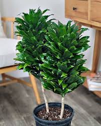 Attēlu rezultāti vaicājumam “Conardia compacta”