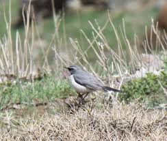 Image result for Irania gutturalis