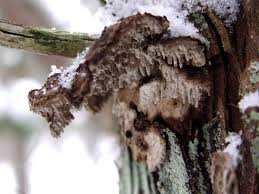 Attēlu rezultāti vaicājumam “Laurilia sulcata”