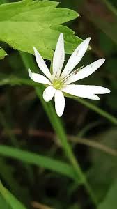 Attēlu rezultāti vaicājumam “Stellaria palustris leaf”