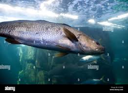 Image result for Lithognathus lithognathus