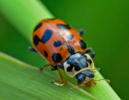 Attēlu rezultāti vaicājumam “Hippodamia tredecimpunctata”