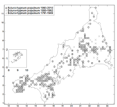 Attēlu rezultāti vaicājumam “Sciuro-hypnum curtum sporophyte”