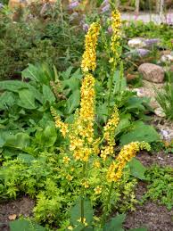 Image result for Verbascum nigrum