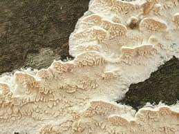 Attēlu rezultāti vaicājumam “Irpex lacteus”