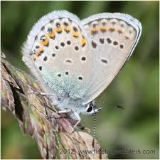 Attēlu rezultāti vaicājumam “Plebejus argus / Plebejus idas”